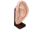 מודל אוזן לדיקור